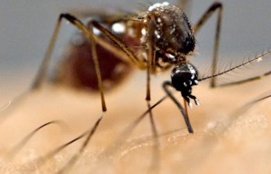 Ιός του Δυτικού Νείλου. Πληροφορίες και προφύλαξη από τα κουνούπια